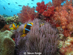 Top of the reef at Beqa Lagoon. by Steve Fargo 